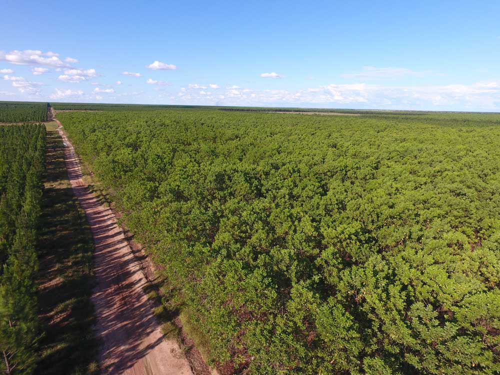 Große, industriell aussehende Baumplantage
